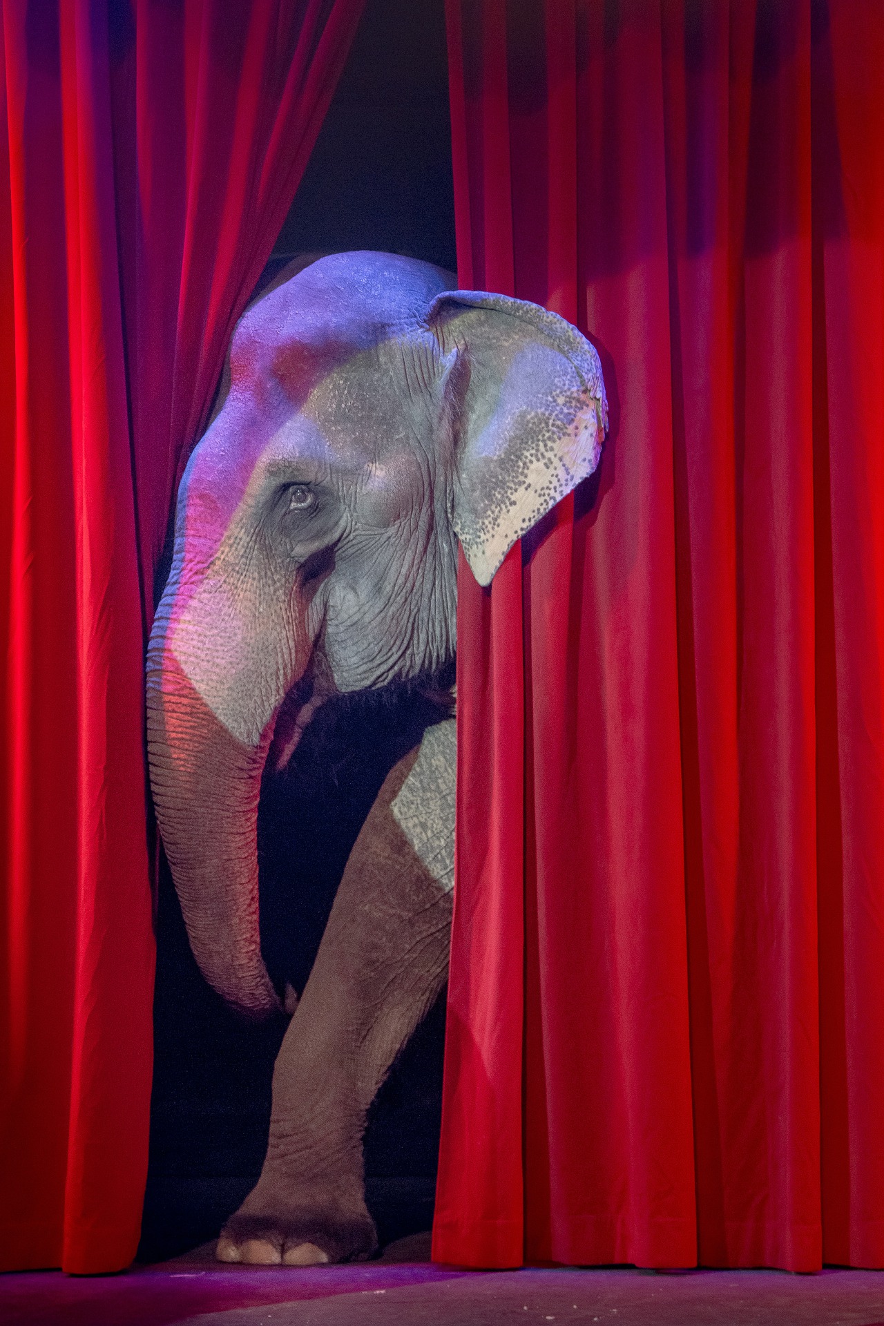 Elephant and red curtain